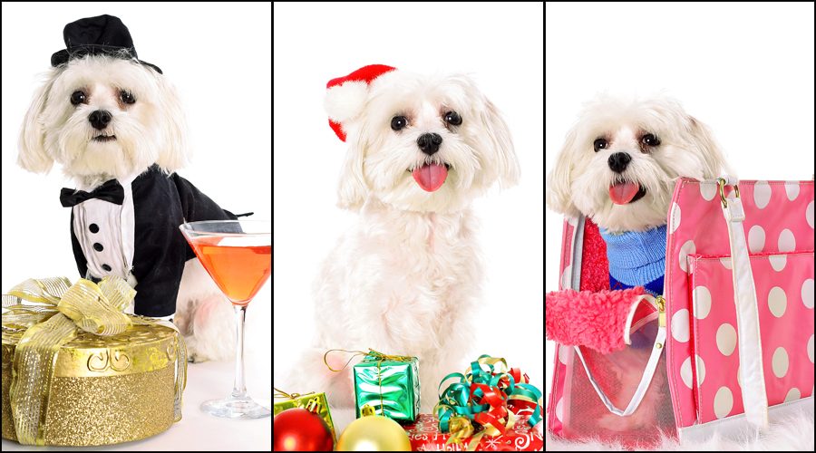 dog set
